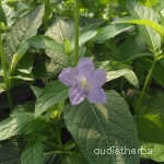 Ruellia strepens flower6.jpg